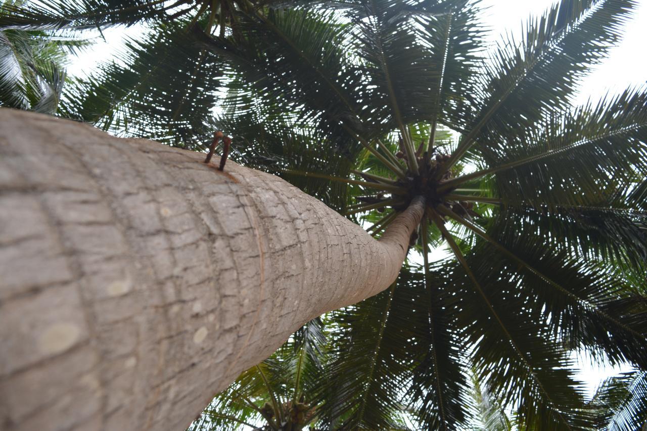 Seahorse Beach Resort Kalpitiya Luaran gambar